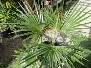 BRAHEA SPECIES “SUPER SILVER” NICE 15 GALLON PLANTS