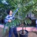 BURRETIOKENTIA HAPALA NEW CALEDONIAN PALM