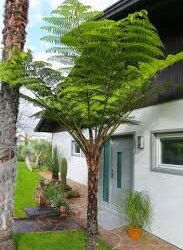 AUSTRALIAN TREE FERN CYATHEA COOPERI