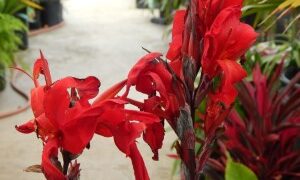 CANNA LILY AMBASSAOR