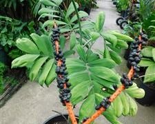CHAMAEDOREA ADSCENDENS SUPER RARE UNDERSTORY PALM WITH SATIN SHEEN TO LEAFLETS