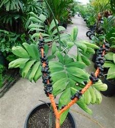 CHAMAEDOREA ADSCENDENS SUPER RARE UNDERSTORY PALM WITH SATIN SHEEN TO LEAFLETS