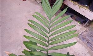 CHAMAEDOREA COSTARICANA ONE OF THE BEST BAMBOO PALMS