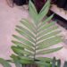 CHAMAEDOREA COSTARICANA ONE OF THE BEST BAMBOO PALMS