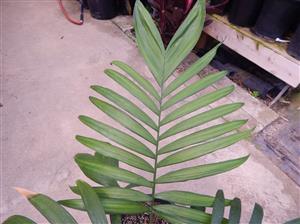 CHAMAEDOREA COSTARICANA ONE OF THE BEST BAMBOO PALMS
