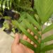 CHAMAEDOREA COSTARICANA ONE OF THE BEST BAMBOO PALMS