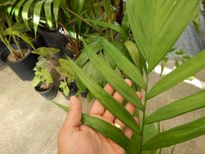CHAMAEDOREA COSTARICANA ONE OF THE BEST BAMBOO PALMS