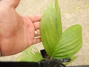 CHAMAEDOREA ERNESTI-AUGUSTI VERY ATTRACTIVE DWARF SHADE PALM