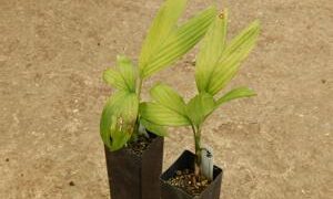 CHAMAEDOREA FRONDOSA SUPER RARE UNDERSTORY DWARF PALM