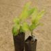 CHAMAEDOREA FRONDOSA SUPER RARE UNDERSTORY DWARF PALM