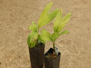 CHAMAEDOREA FRONDOSA SUPER RARE UNDERSTORY DWARF PALM
