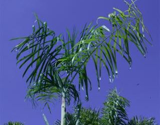 CHAMAEDOREA GLAUCIFOLIA SUPER SIMILAR TO CHAMAEDOREA PLUMOSA (BABY QUEEN)