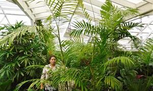 CHAMAEDOREA HOOPERIANA BAMBOO PALM THAT IS TALL AND FULL