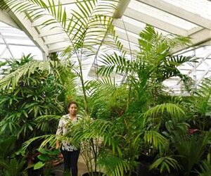 CHAMAEDOREA HOOPERIANA BAMBOO PALM THAT IS TALL AND FULL