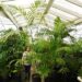 CHAMAEDOREA HOOPERIANA BAMBOO PALM THAT IS TALL AND FULL
