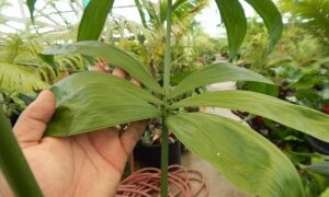 CHAMAEDOREA KLOTZSCHIANA RARE UNDERSTORY PALM – GROUPED LEAFLETS