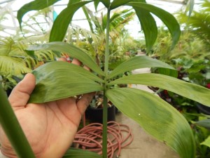 CHAMAEDOREA KLOTZSCHIANA RARE UNDERSTORY PALM – GROUPED LEAFLETS
