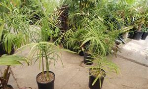 CHAMAEDOREA PLUMOSA THE BABY QUEEN PALM