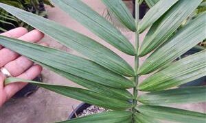 CHAMAEDOREA RADICALIS TRUE TRUNK-LESS, DWARF FORM