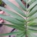 CHAMAEDOREA RADICALIS TRUE TRUNK-LESS, DWARF FORM