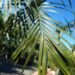 CHAMAEDOREA RADICALIS TRUNKING FORM