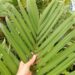 CHAMAEDOREA WOODSONIANA TALL, THICK TRUNK, BEAUTIFUL GREEN PINNATE PALM