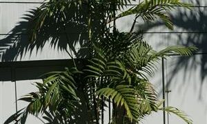 CHAMAEDOREA COSTARICANA ONE OF THE BEST BAMBOO PALMS