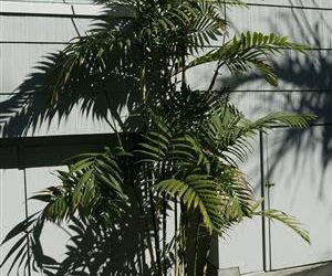 CHAMAEDOREA COSTARICANA ONE OF THE BEST BAMBOO PALMS