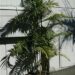 CHAMAEDOREA COSTARICANA ONE OF THE BEST BAMBOO PALMS