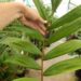 CHAMBEYRONIA MACROCARPA THE FLAME THROWER PALM NEW RED EMERGING LEAF