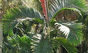 CHAMBEYRONIA MACROCARPA THE FLAME THROWER PALM NEW RED EMERGING LEAF