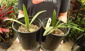 COPERNICIA HOSPITA THE BLUE CUBAN WAX PALM – EXTREMELY RARE