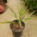 COPERNICIA PRUNIFERA THE CARNAUBA WAX PALM