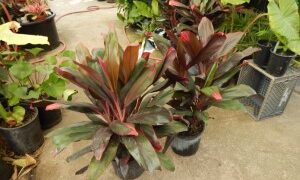 HAWAIIAN TI PLANTS GREAT COLOR FOR THE GARDEN RARELY SEEN NEAR BLACK FOLIAGE VARIETY