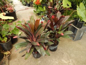 HAWAIIAN TI PLANTS GREAT COLOR FOR THE GARDEN RARELY SEEN NEAR BLACK FOLIAGE VARIETY