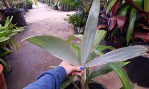 CRYOSOPHILA STAURACANTHA SMALL TO MEDIUM SIZED TROPICAL FAN PALM