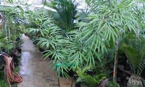 CYCAS DEBAOENSIS SUPER RARE, MULTIPINNATE, SMALL CAUDEX, LONG LEAVES