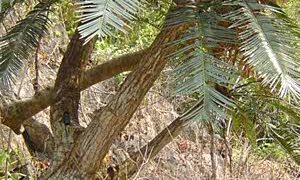 CYCAS TANSACHANA MEDIUM SIZE CYCAD FROM THAILAND