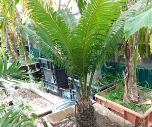 CYCAS THOUARSII