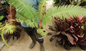DIOON SPINULOSUM A CUSTOMER FAVORITE CYCAD