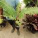 DIOON SPINULOSUM A CUSTOMER FAVORITE CYCAD