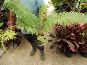 DIOON SPINULOSUM A CUSTOMER FAVORITE CYCAD