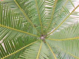 DIOON EDULE SMALL TO MEDIUM SIZED MEXICAN CYCAD