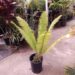 DIOON MEJIAE AN ATTRACTIVE MEDIUM SIZED CYCAD