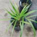 DYPSIS ALBOFARINOSA CLUMPING MADAGASCAR PALM WHITE CROWN SHAFTS – VERY RARE