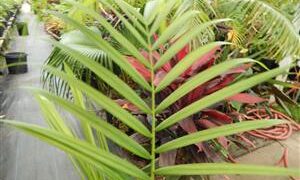 DYPSIS BARONII IDEAL RARE SUCKERING MADAGASCAR PALM