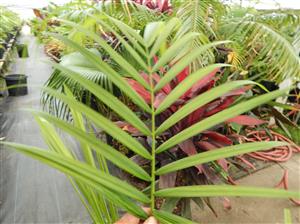 DYPSIS BARONII IDEAL RARE SUCKERING MADAGASCAR PALM
