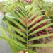 DYPSIS BARONII IDEAL RARE SUCKERING MADAGASCAR PALM