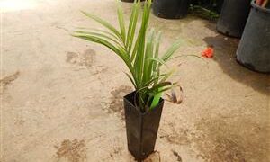 DYPSIS DECARYI THE TRIANGLE PALM