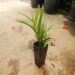 DYPSIS DECARYI THE TRIANGLE PALM